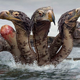 Illustration for article titled Hydra Decides To See Doctor About Painful Ingrown Head